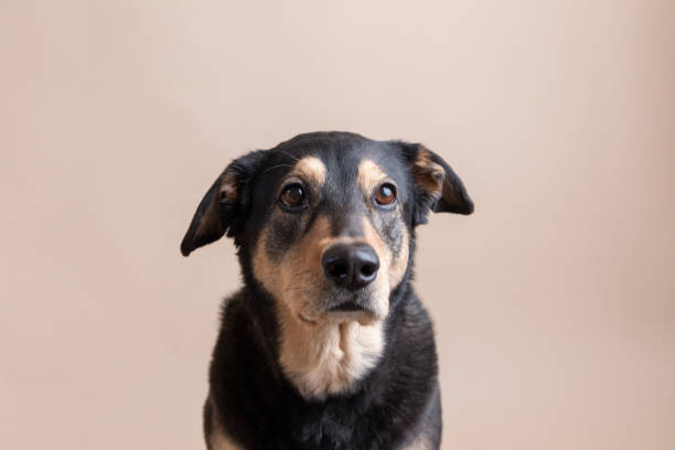 istock March 6, 2018: Rescued husky labrador retriever mixed breed dog with soft, folded ears sits calmly in front of solid tan background for pet portraits 1424074083