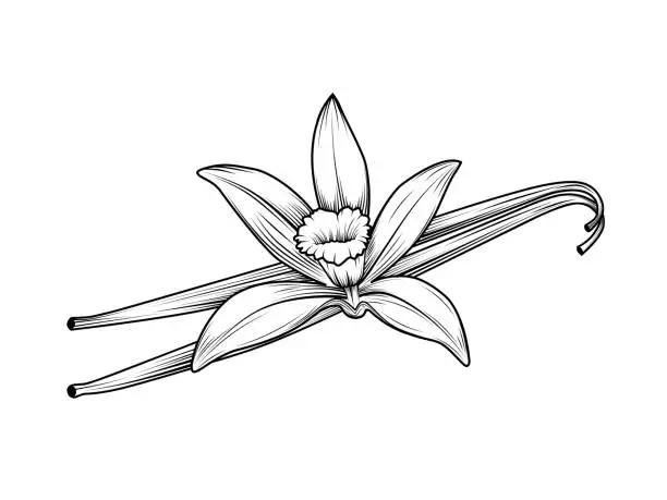 Vector illustration of Vanilla stick sketch