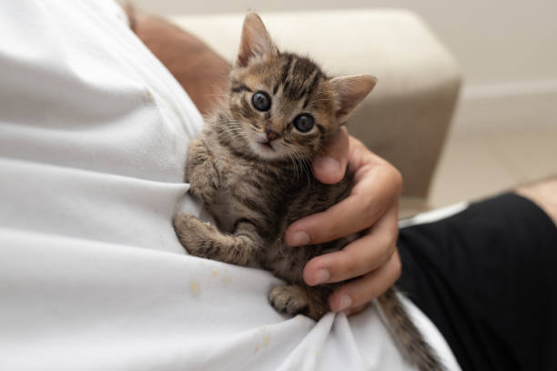istock Kitten in a man's lap. Adorable kitten looking at camera. 1424078797