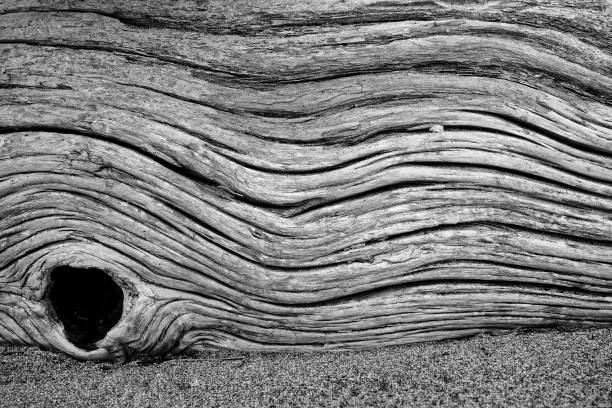 A monochrome image of a dead tree lying on Motueka Sandspit, Tasman region, south island, Aotearoa / New Zealand.