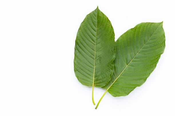 istock Mitragyna speciosa, Fresh kratom leaves on white background 1424081602