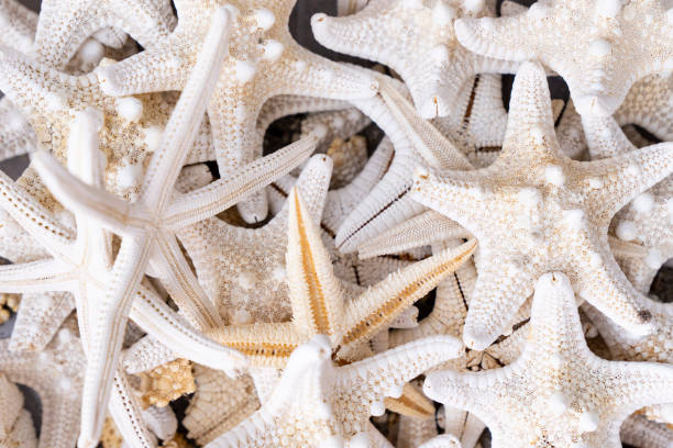 Sea stars background
