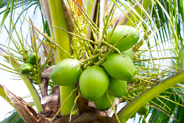 istock Coconut tree with bunches of coconut fruits 1424088365
