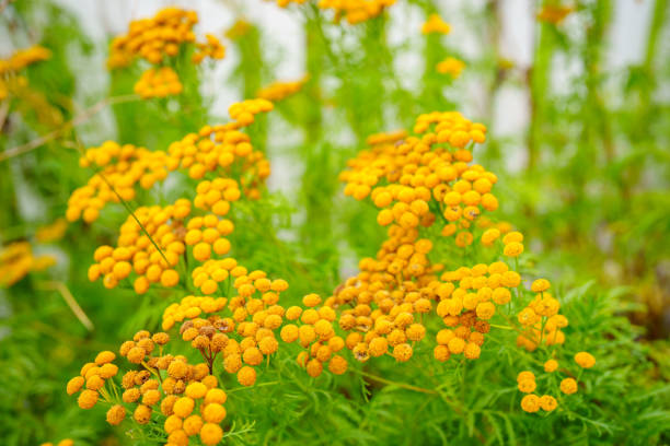 Bright yellow flowers in Norway