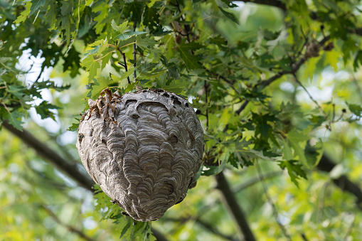 View of Bald-faced hornets (Dolichovespula Maculata) nest in a tree