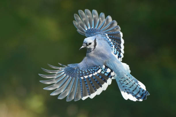 istock Blue Jays fighting over food 1424092840