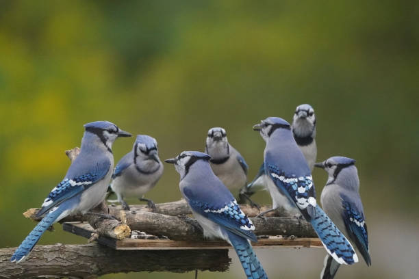 istock Blue Jays fighting over food 1424092844