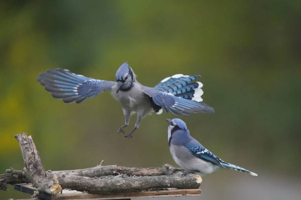 istock Blue Jays fighting over food 1424092872