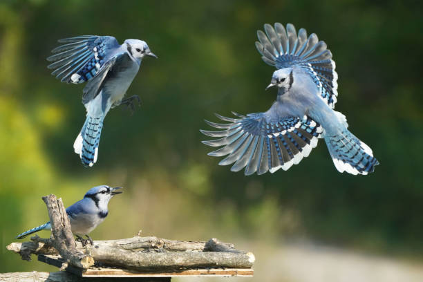 istock Blue Jays fighting over food 1424092877