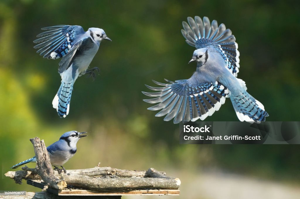 Blue Jays fighting over food Arguing Stock Photo