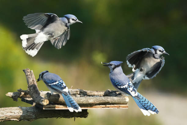 istock Blue Jays fighting over food 1424092911