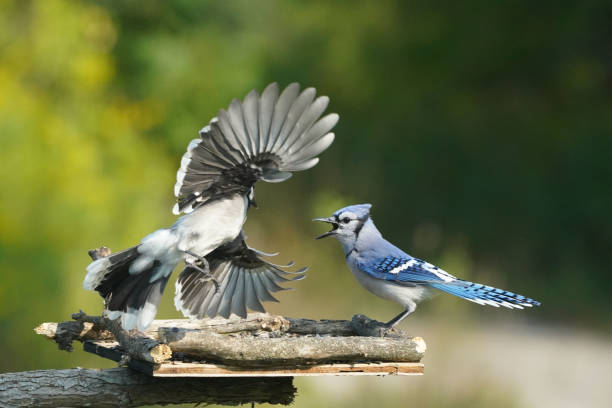istock Blue Jays fighting over food 1424092913