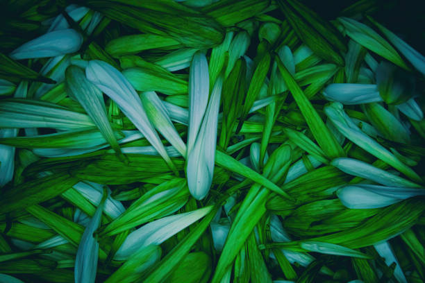 A heap of green daisy petals