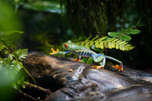 istock Colourful frog with straightened legs when walking 1424097862