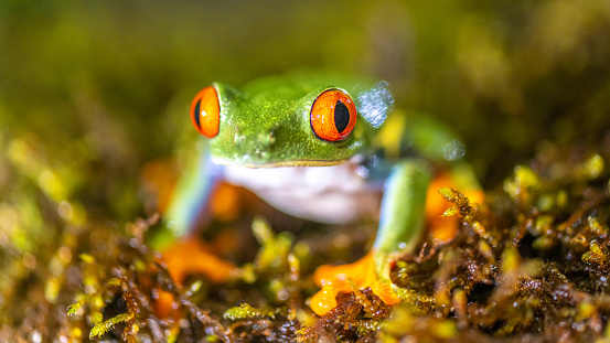 Close-up shot of frog head. Green amphibian with white bottom and big red eyes. Animals in natural habitat, tropical rainforest jungle.