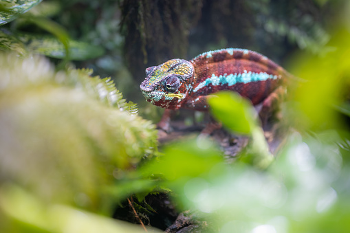 Spy shot of chameleon walking in green vegetation. Animals in natural habitat, tropical rainforest jungle.