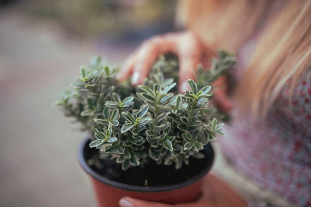 An unrecognizable female holds a pot of boxwood in her hands