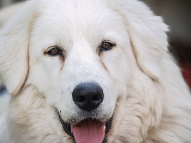 istock Beautiful large soft long haired dog portrait 1424104192