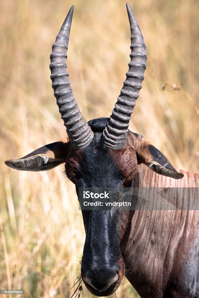 Topi Blue Jean Antelope Stock Photo Download Image Now Africa