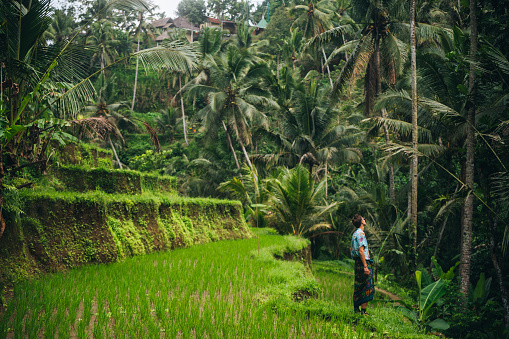 Handsome young man admires nature while standing on beautiful green rice paddy.