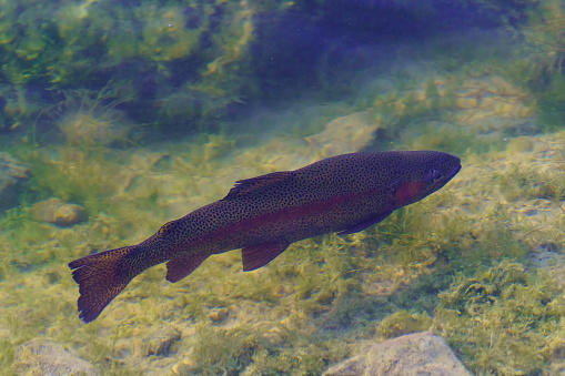 Beautiful large grey rainbow trout swim in the clear water. Breeding of freshwater fish