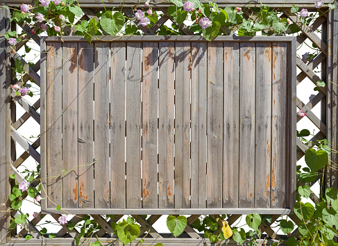 Morning glory frame,isolated on background