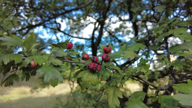 Red hawthorn berries close up