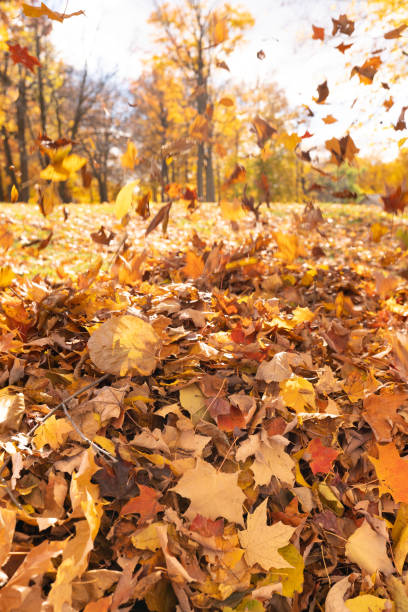 istock Autumn forest background with falling leaves 1424113026
