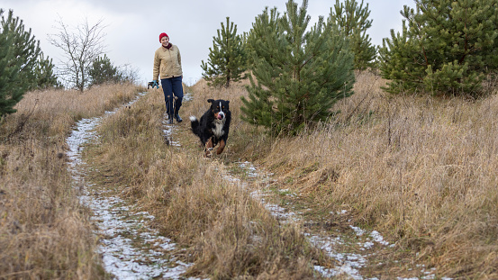 Mature woman with Bernese Mountain dog walking in the forest in winter.