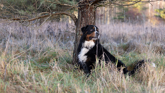 Domestic dog sitting under the tree in early winter.
