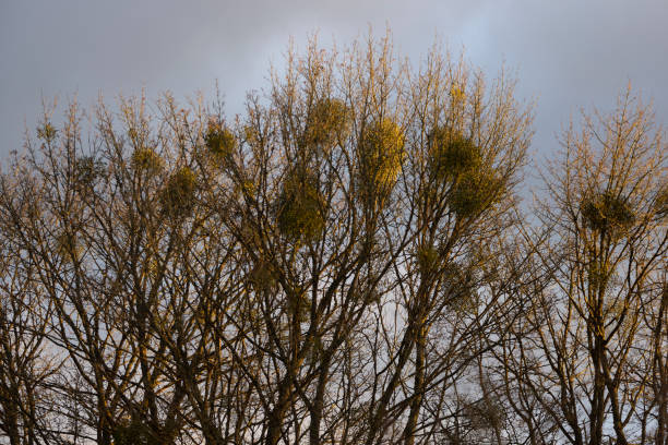 Silhouetted covered with a Mistletoe trees in winter.
