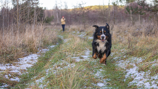 Bernese Mountain dog running along the path in the meadow in early winter. Pet owner walking at the backdrop.