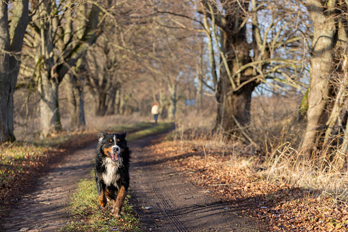 Bernese Mountain dog running along the path in the forest in early winter. Pet owner walking at the backdrop.
