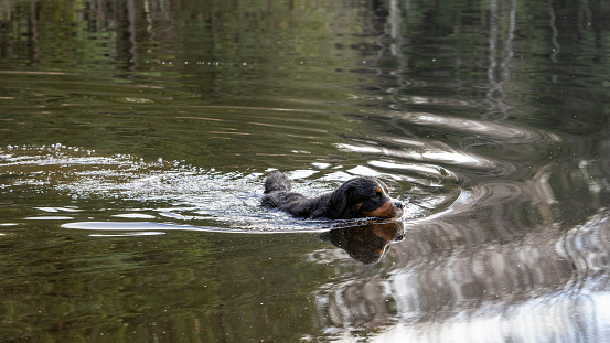 Bernese Mountain dog swimming in the forest lake.