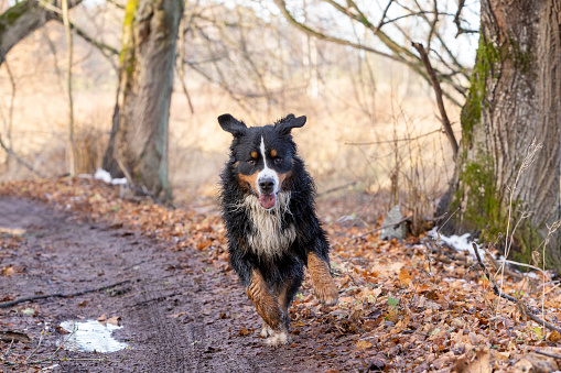 Bernese Mountain dog running in the forest in early winter.
