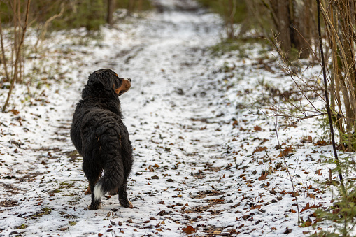 Domestic dog walking along the snowy wood path in winter.