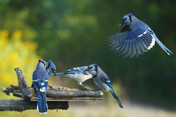 istock Blue jays fighting over food at bird feeder 1424117802