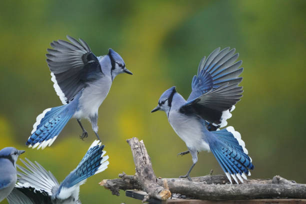 istock Blue jays fighting over food at bird feeder 1424117909