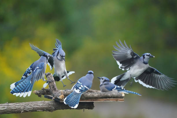 istock Blue jays fighting over food at bird feeder 1424117916
