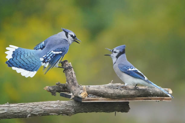 istock Blue jays fighting over food at bird feeder 1424118001