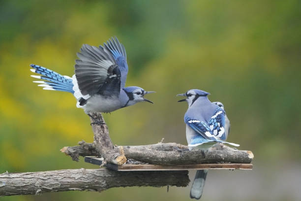 istock Blue jays fighting over food at bird feeder 1424118003