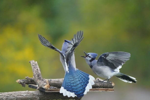 istock Blue jays fighting over food at bird feeder 1424118004