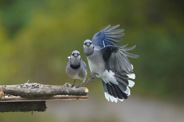 istock Blue jays fighting over food at bird feeder 1424118021
