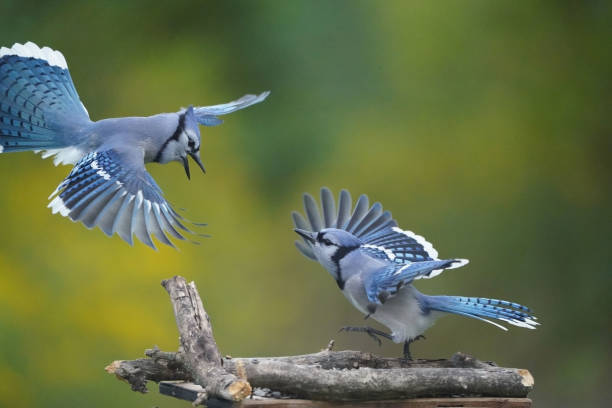 Blue jays fighting over food at bird feeder