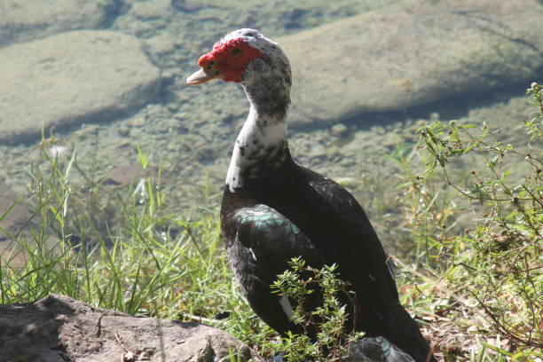 istock Domestic Muscovy duck lose up 1424119823