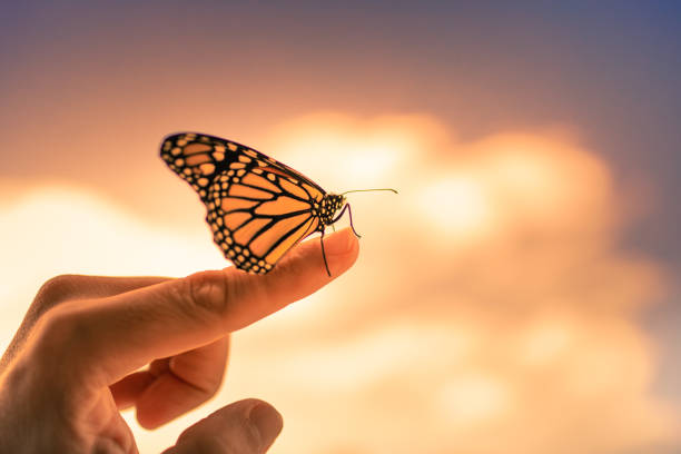 istock Beautiful butterfly at sunset resting 1424123819