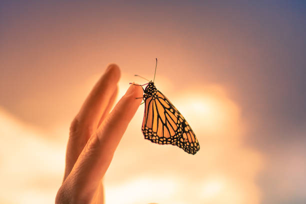 istock Butterfly landing woman's finger. 1424123832