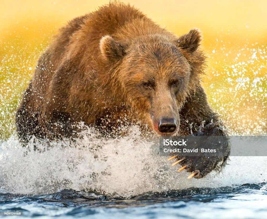Bear Fishing for Salmon Kodiak bear chasing salmon Alaska - US State Stock Photo