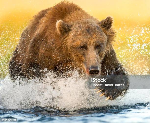 Bear Fishing For Salmon Stock Photo - Download Image Now - Alaska - US State, Animal Behavior, Animal Wildlife