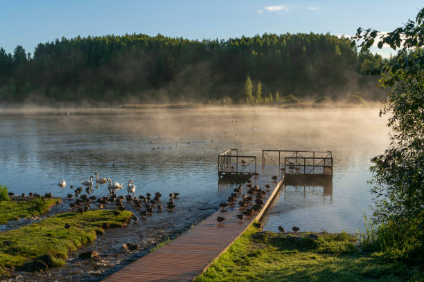 イズボルスコ - マルスカヤ渓谷のゴロディシチェンスコエ湖の眺めと晴れた夏の朝、イズボルスク、ペチェルスク地区、プスコフ地方、ロシア - swan bird water fog ストックフォトと画像